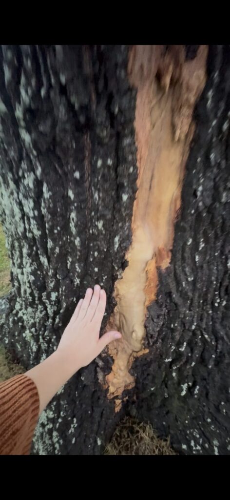 Strike to Our Oak Tree + 3 Exit Points